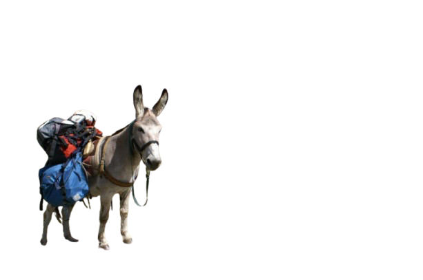 image removebg preview